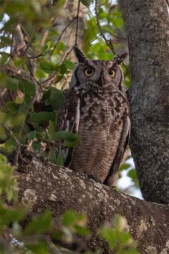 Spotted Eagle Owl, Sabi Sands Game Reserve. 