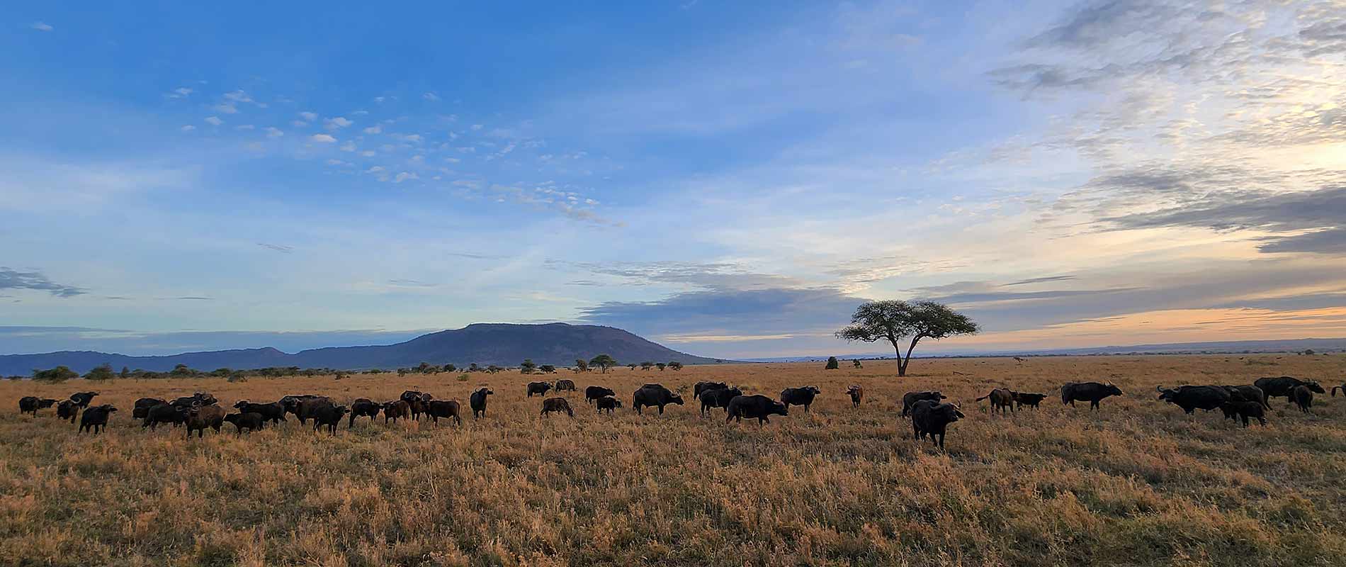 The Incredible Serengeti