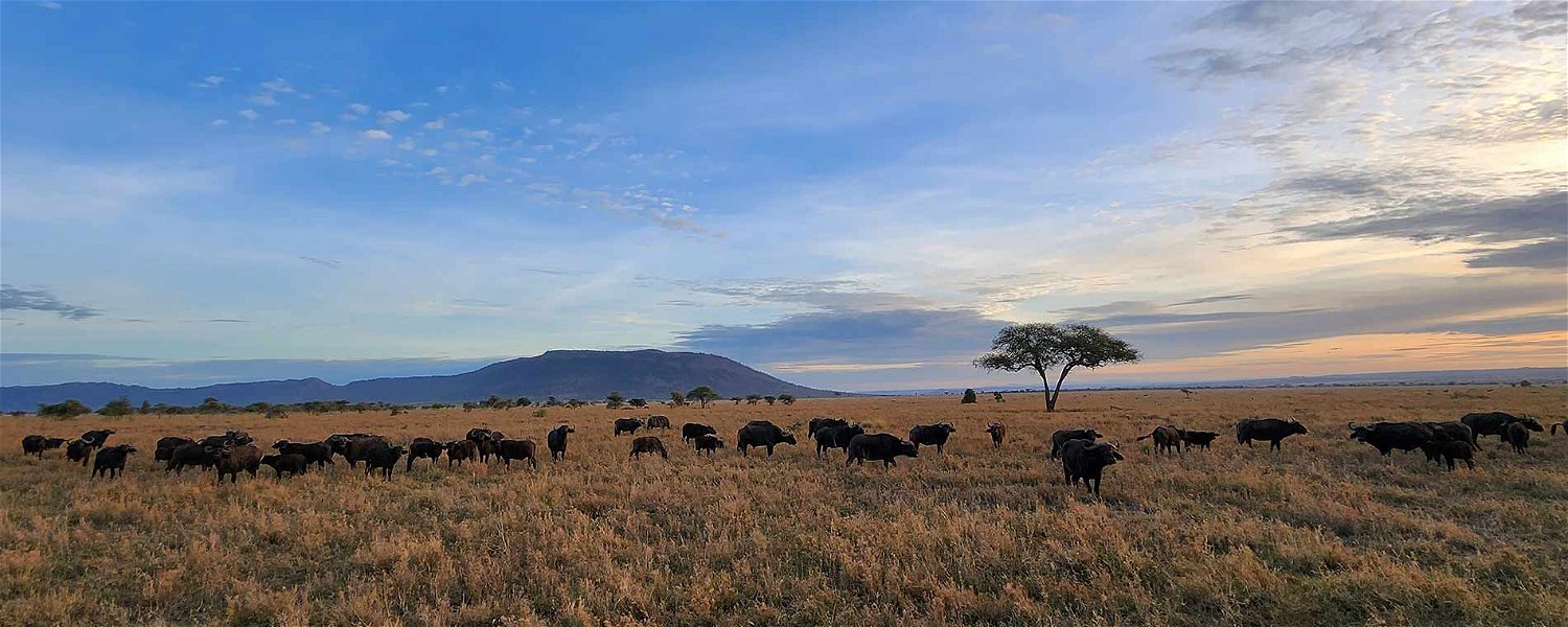 The Incredible Serengeti