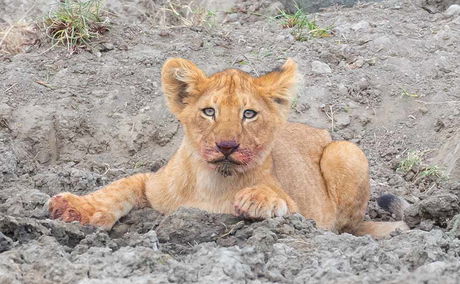 Lion cub in the Serengeti. 