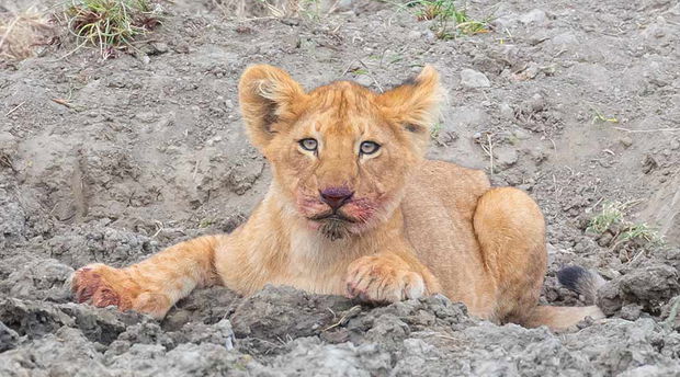 Lion cub in the Serengeti. 