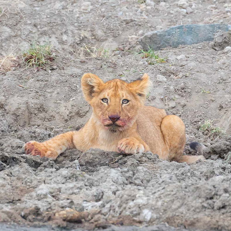 Lion cub in the Serengeti. 