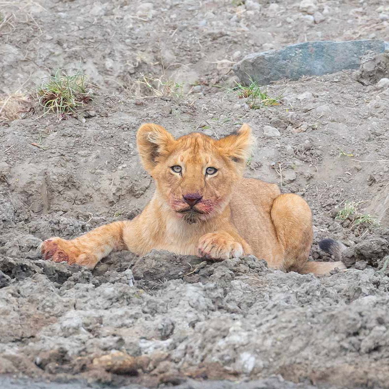 Lion cub in the Serengeti. 