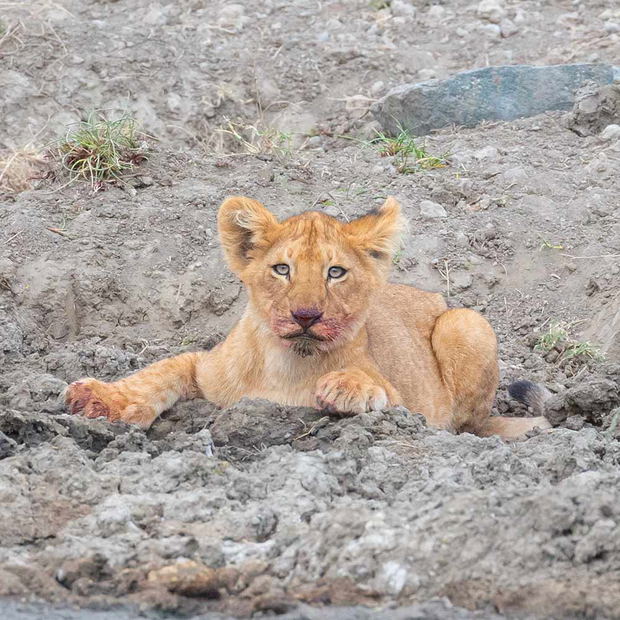 Lion cub in the Serengeti. 