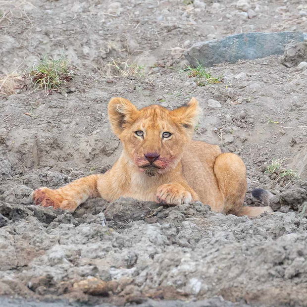 Lion cub in the Serengeti. 