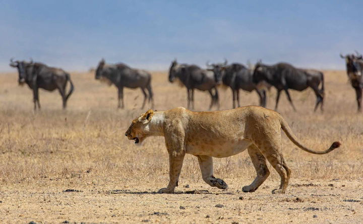 Lawson's Tanzania Wildlife Safari including the Serengeti
