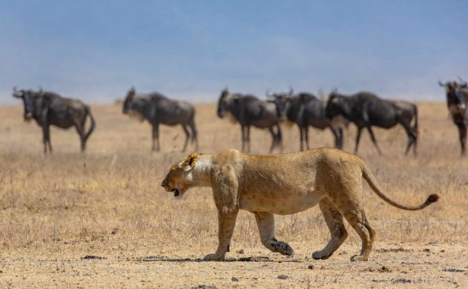 Lawson's Tanzania Wildlife Safari including the Serengeti