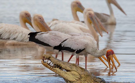 Crocodile and storks, Nyerere safari