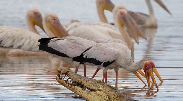 Crocodile and storks, Nyerere safari