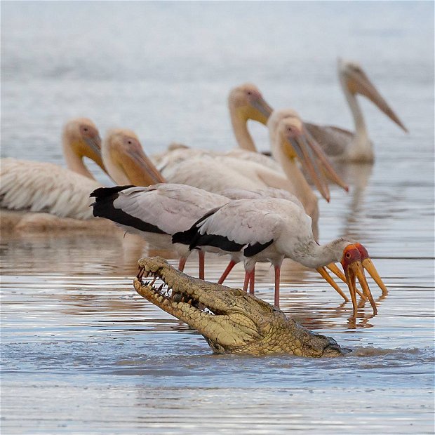 Crocodile and storks, Nyerere safari Crocodile and storks, Nyerere safari