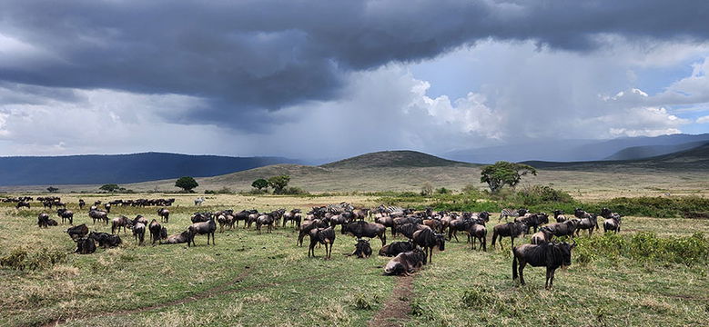 Wildebeest under stormy skies. 