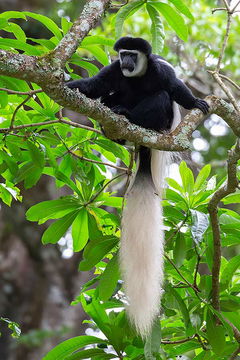 Black-and-White Colobus. 