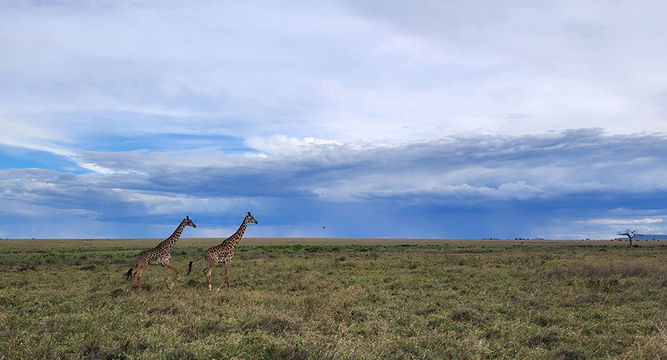 Giraffe in the Serengeti. 