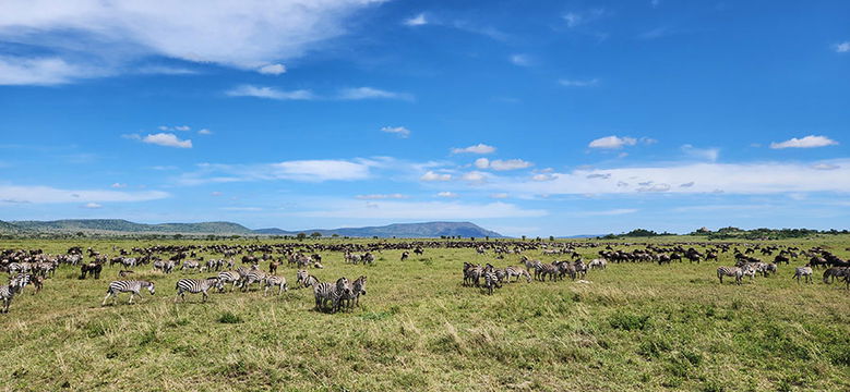 Wildebeest and Zebra herds in Serengeti. 