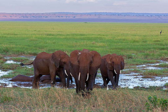 Elephants of Tarangire. 