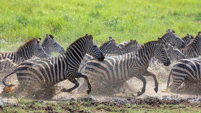 Zebra stampede, Tarangire NP. 