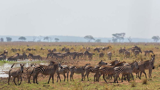 Good numbers of animals around Silale Swamp, Tarangire NP. 