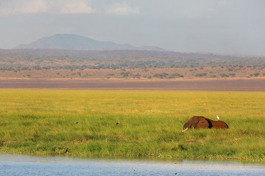 Elephant in the swamp, Tarangire NP. 