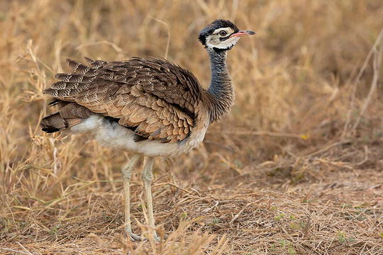 White-bellied Bustard, Tarangire NP. 