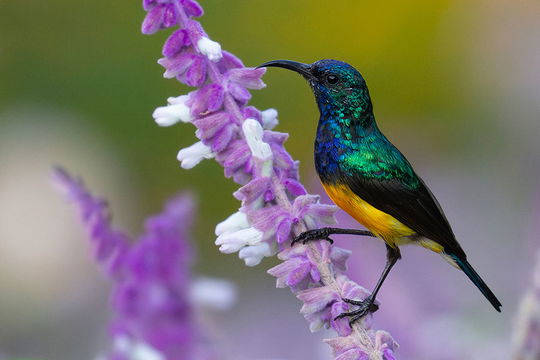 Variable Sunbird, Ngorongoro Farmhouse. 