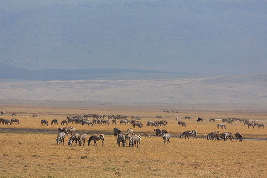 Zebra in Ngorongoro Crater. 