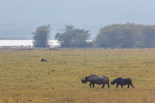 Black Rhinos. 