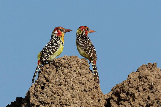 Red-and-Yellow Barbets, Tarangire NP. 