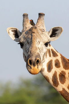 Maasai Giraffe bull and Red-billed Oxpecker, Tarangire NP. 