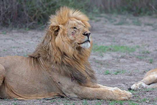 Lion of Ndutu. 