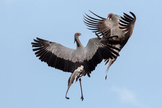 Secretarybird clash, Ndutu.