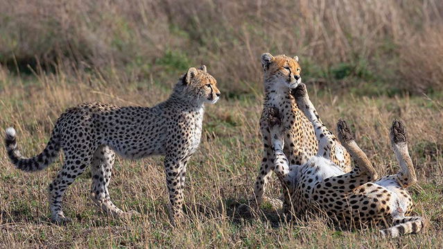 Cheetah family, Ndutu. 