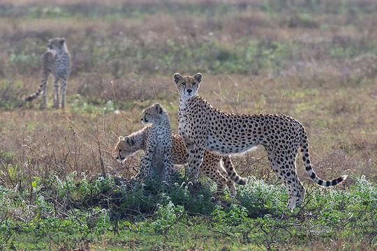 Four in one Cheetah sighting, Ndutu. 