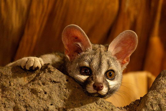 Genet, Ndutu Safari Lodge. 