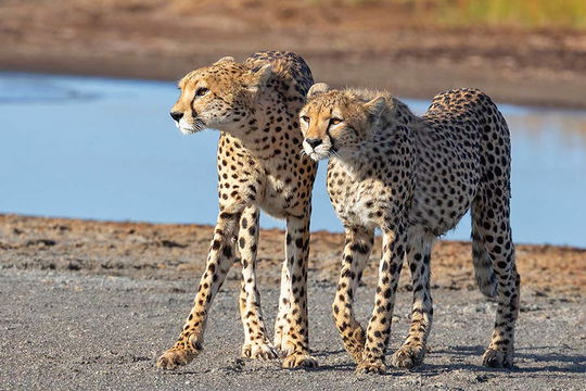 Cheetahs, Ndutu. 