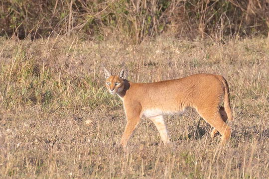 Caracal, Ndutu. 