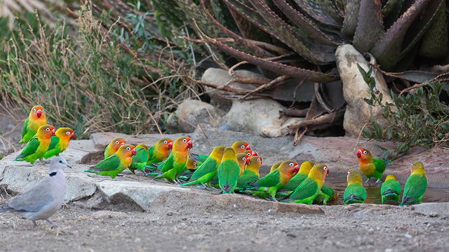 Fischer's Lovebirds, Ndutu Safari Lodge. 