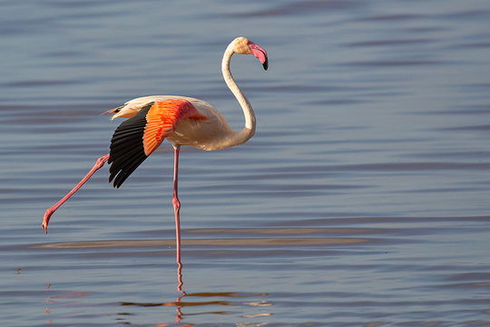 Greater Flamingo, Lake Ndutu. 