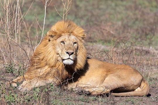 Male Lion, Ndutu. 