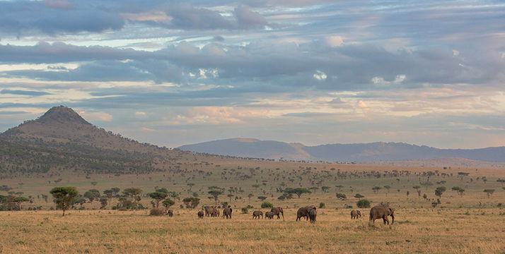 Elephant herd in the Serengeti. 