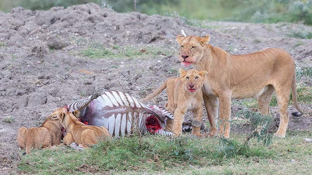 Lioness and cubs on fresh Zebra kill, Serengeti. 