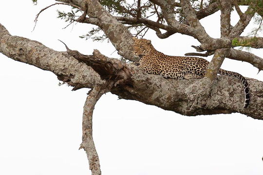 Leopard, Serengeti. 