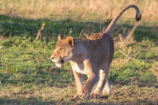 Playful Lioness, Serengeti. 