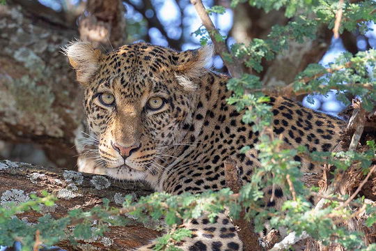 Leopard, Ndutu. 