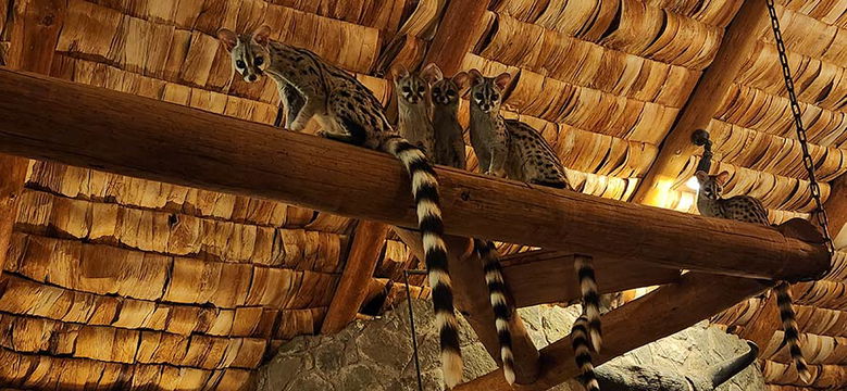 Genets of Ndutu Safari Lodge. 