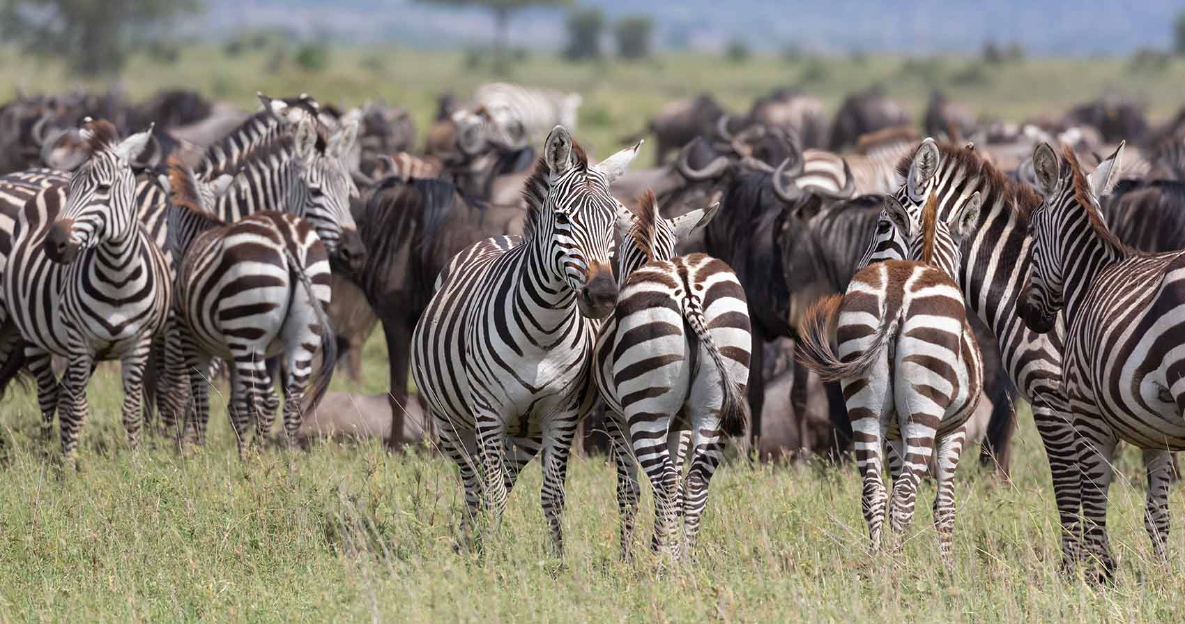 Tanzania Safari Trip Report. 
