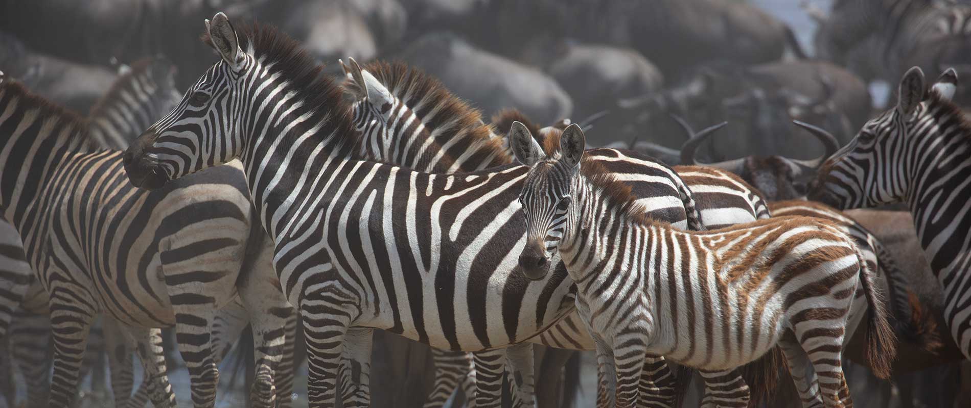 Tanzania Wildlife Safari