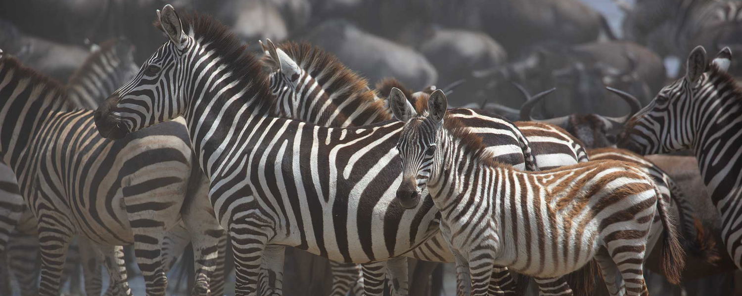 Tanzania Wildlife Safari