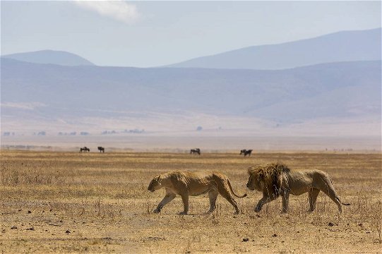 Lion pair, Ngorongoro Crater