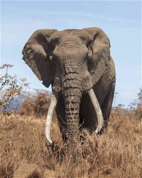 Elephant bull, Ngorongoro Crater