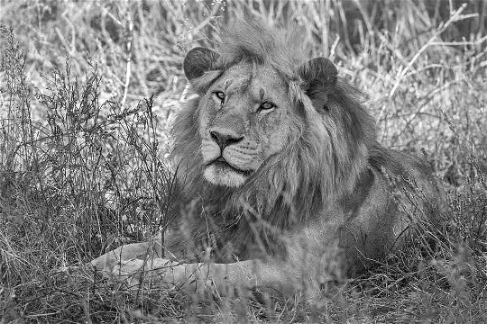 Lion, Ndutu